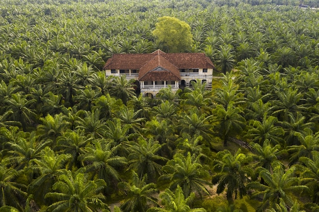 Kostenloses Foto luftaufnahme einer palme an einer palmölplantage in südostasien