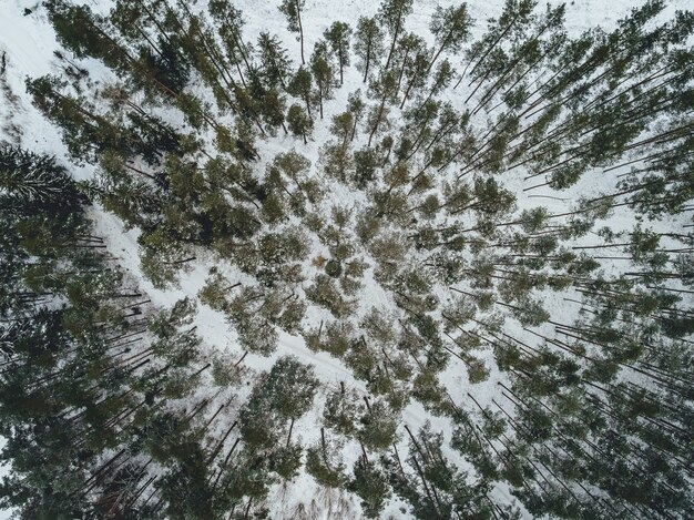 Luftaufnahme einer schönen Winterlandschaft mit schneebedeckten Tannen