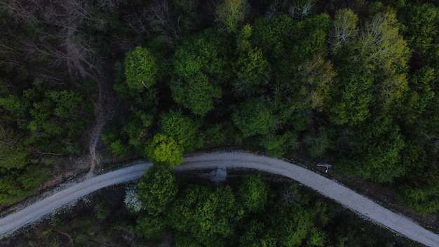 Luftaufnahme eines dichten Waldes mit grünen Bäumen und einer straßengrünen Umgebung