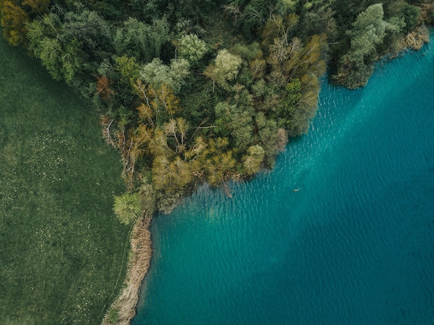 Luftaufnahme eines schönen Baumwaldes an der Küste des Meeres