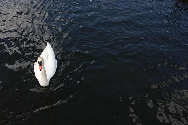 Luftaufnahme eines schönen Schwans, der friedlich auf dem ruhigen See schwimmt