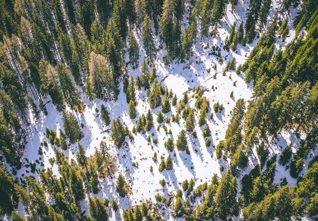 Luftaufnahme eines schönen verschneiten Waldes mit grünen hohen Bäumen im Winter