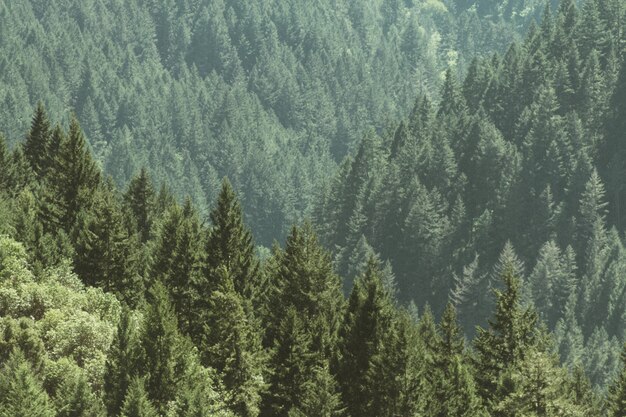 Luftaufnahme eines schönen Waldes mit Kiefern