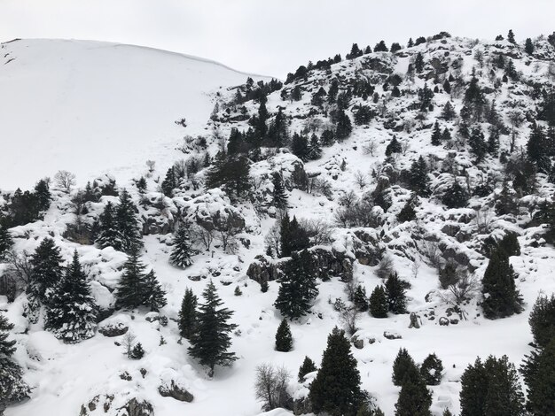 Luftaufnahme eines verschneiten Berghangs mit Kiefern pine