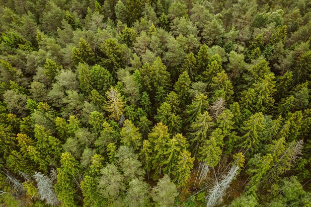 Luftaufnahme eines Waldes mit vielen hohen grünen Bäumen