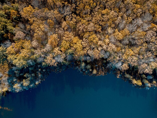 Luftaufnahme von braunen Laubbäumen nahe einem Wasser