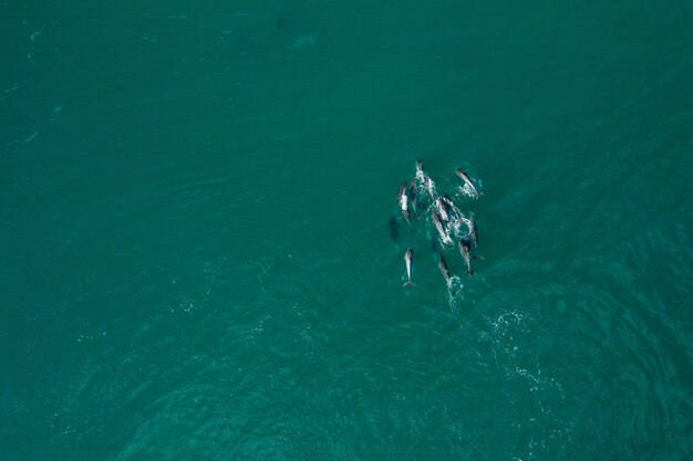 Luftaufnahme von Delfinen in einem reinen türkisfarbenen Meer während des Tages