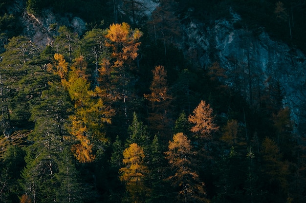 Luftaufnahme von gelben und grünen Lärchenbäumen nahe einem Berg an einem sonnigen Tag