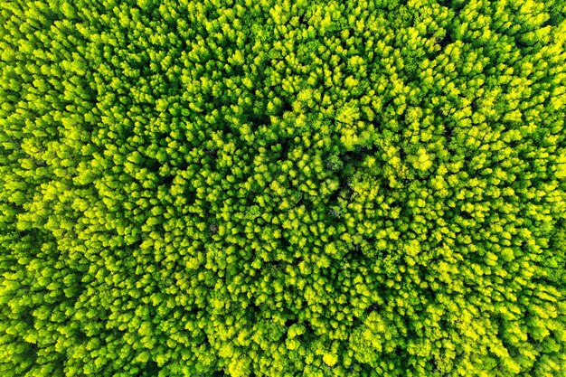 Luftaufnahme von grünen Bäumen im Wald.
