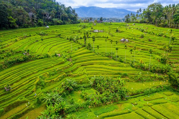 Luftaufnahme von terrassierten Reisfeldern Bali, Indonesien