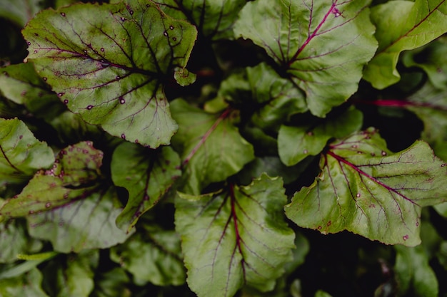 Kostenloses Foto luftbild von rhabarber in einem garten