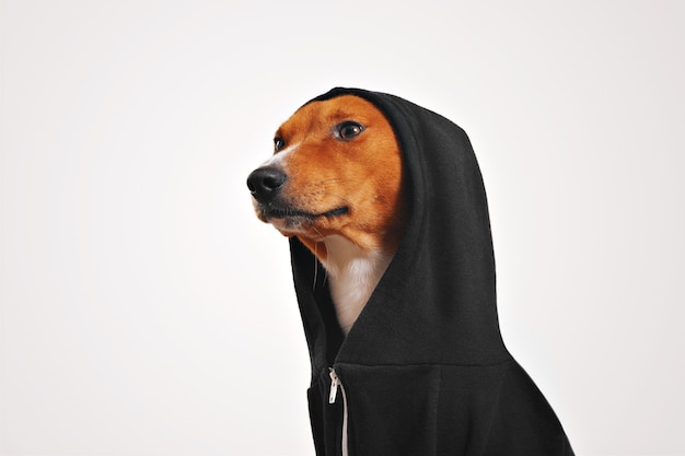 Lust auf rot-weißen Basenji-Hund in schwarzem Baumwoll-Hoodie mit Kapuze oben links, isoliert auf Weiß