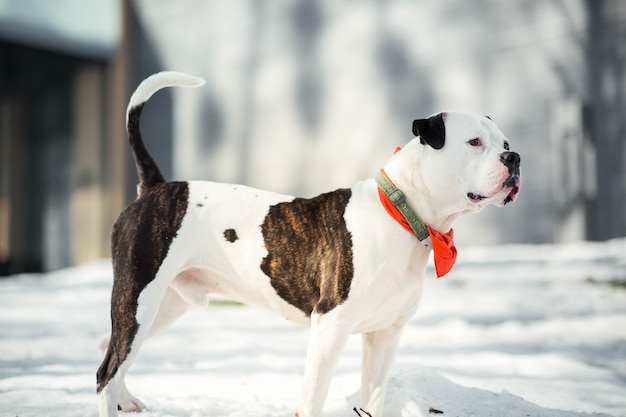 Lustige amerikanische Bulldogge läuft um einen Winterpark