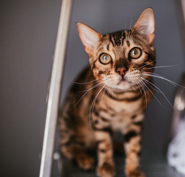 Lustige Bengal-Katze steht auf der Leiter