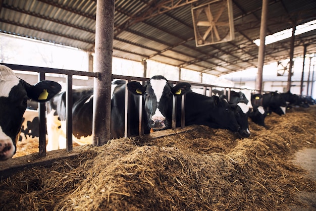 Lustige neugierige Kuh, die Kamera betrachtet, während andere Kühe Heu im Hintergrund an Rinderfarm essen