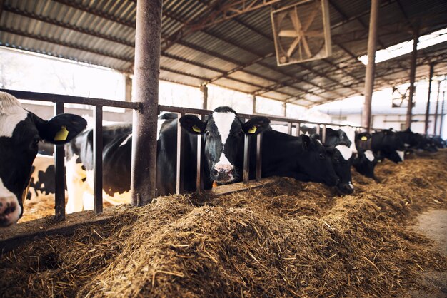 Lustige neugierige Kuh, die Kamera betrachtet, während andere Kühe Heu im Hintergrund an Rinderfarm essen