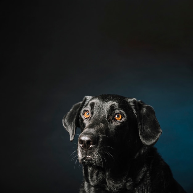 Kostenloses Foto lustiger hund auf blau