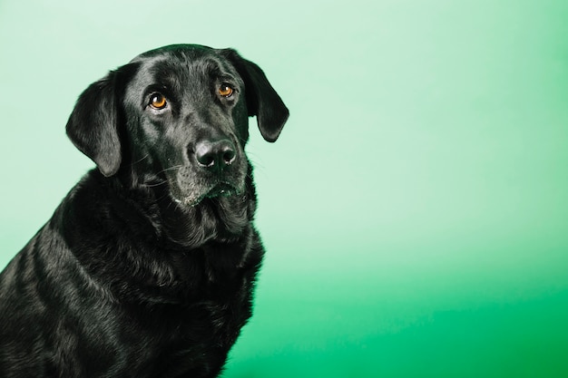 Lustiger Hund auf grünem Hintergrund