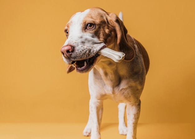 Kostenloses Foto lustiger hund, der einen knochen in seinem mund hält