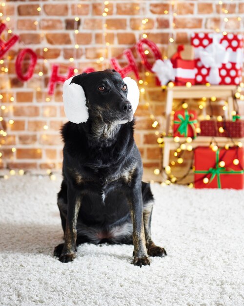 Lustiger Hund, der weiße Ohrenschützer trägt