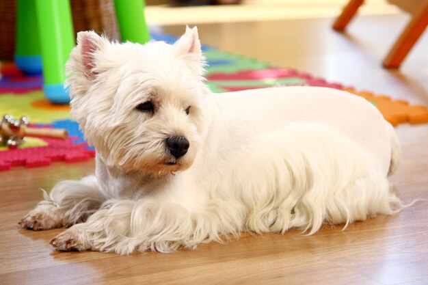 Lustiger weißer Hund zu Hause