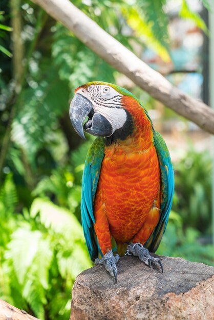 Macau papagei