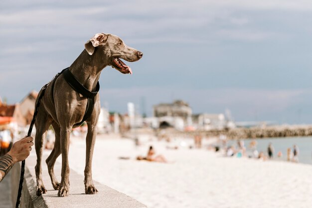 Machen Sie einen Spaziergang am Strand