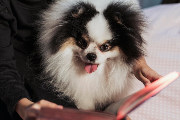 Mädchen, das zu ihrem Hund von einem Buch liest