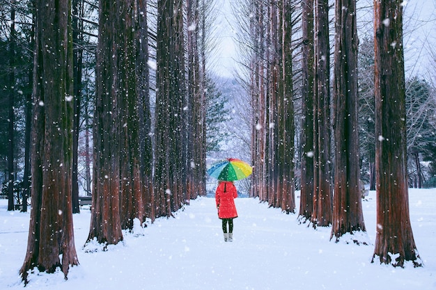Mädchen mit buntem Regenschirm im Reihenbaum, Nami-Insel in Südkorea. Winter in Südkorea.