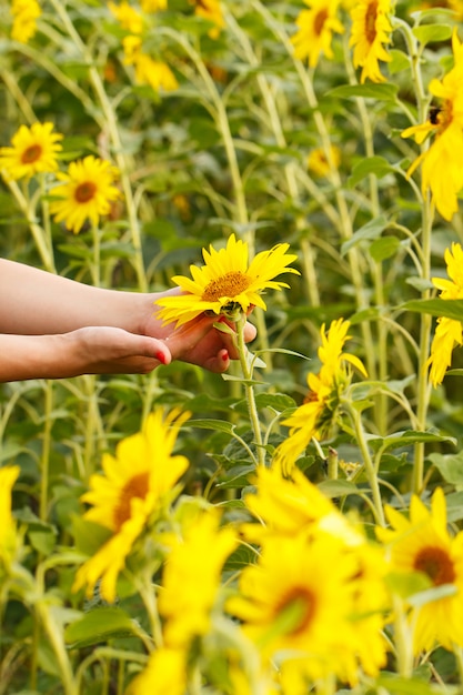 Mädchen mit Sonnenblumen