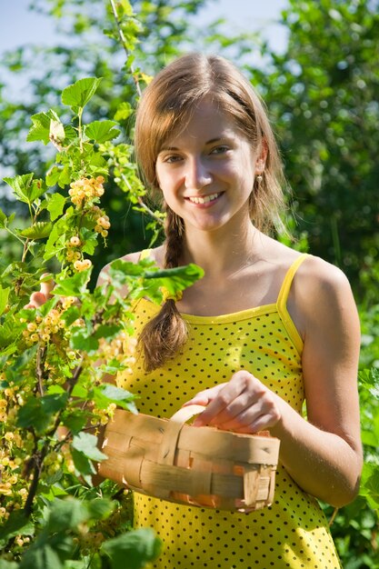 Mädchen pflückt weiße Johannisbeere