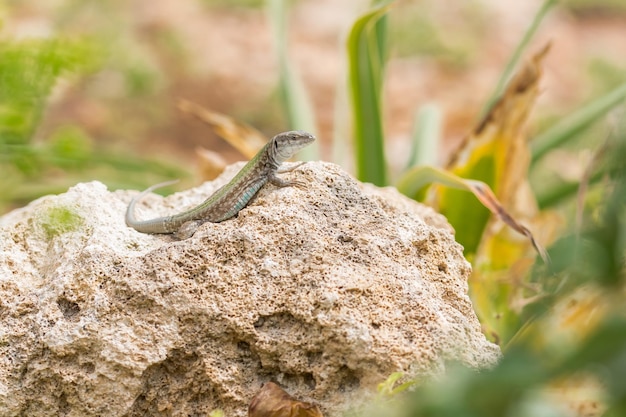 Kostenloses Foto männchen der maltese wall lizard podarcis filfolensis, die sich auf einem felsen in malta in der sonne erfrischen