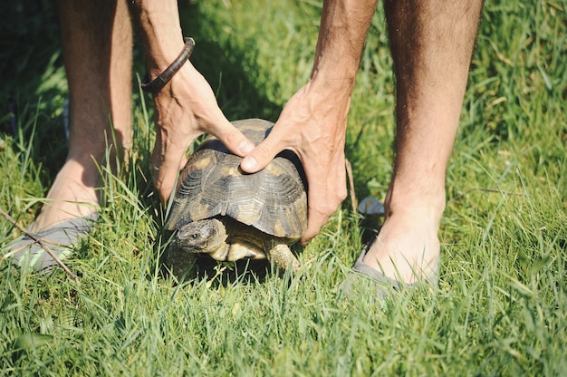 Männerhände halten eine Schildkröte