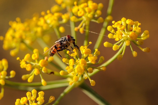 Kostenloses Foto männliche heuschrecke schmeißfliege, stomorhina lunata auf fenchelblüten, malta