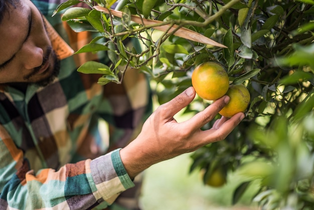 männliche Landwirternte des Orangenbaumfeldes, die orange Früchte auswählt