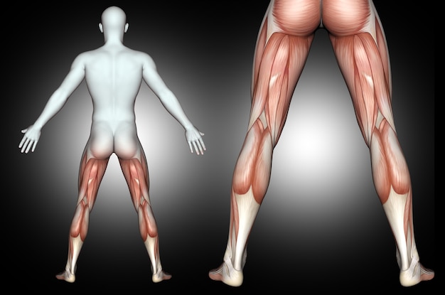 Kostenloses Foto männliche medizinische figur 3d mit der rückseite der beinmuskeln hervorgehoben