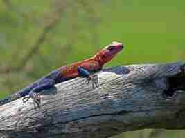 Kostenloses Foto männliche namib rock agama, eine art von agamid eidechse im serengeti nationalpark, tansania