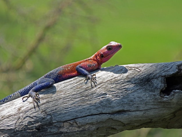 Männliche Namib Rock Agama, eine Art von Agamid Eidechse im Serengeti Nationalpark, Tansania