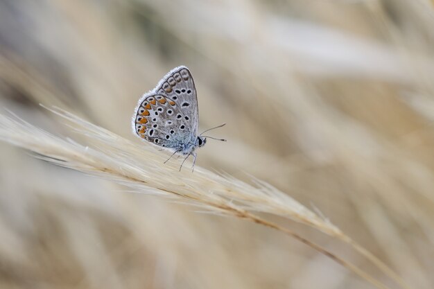 Männliche südblaue Polyommatus celina