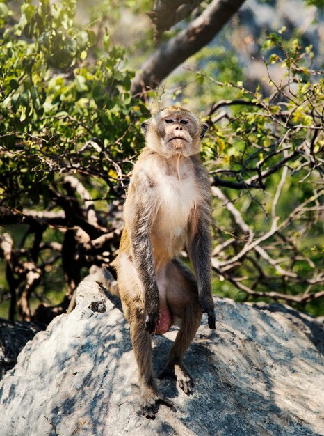 Männlicher Affe, der auf einem Felsen steht