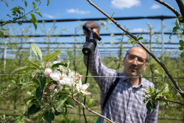 Männlicher Agronom, der Apfelbäume mit Pestiziden im Obstgarten behandelt