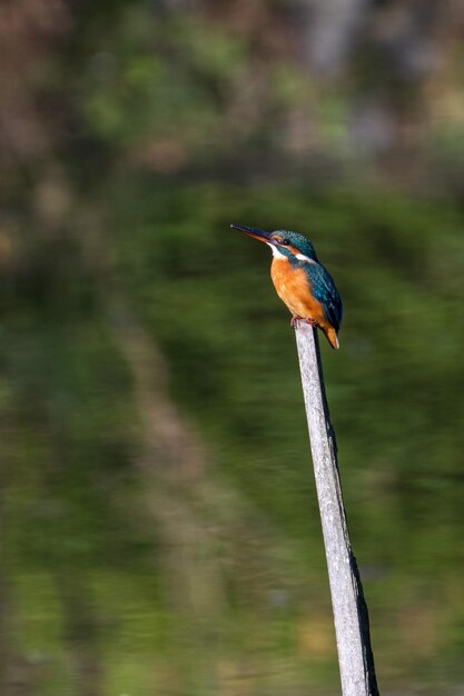 Männlicher Eisvogel hockt auf einem Ast