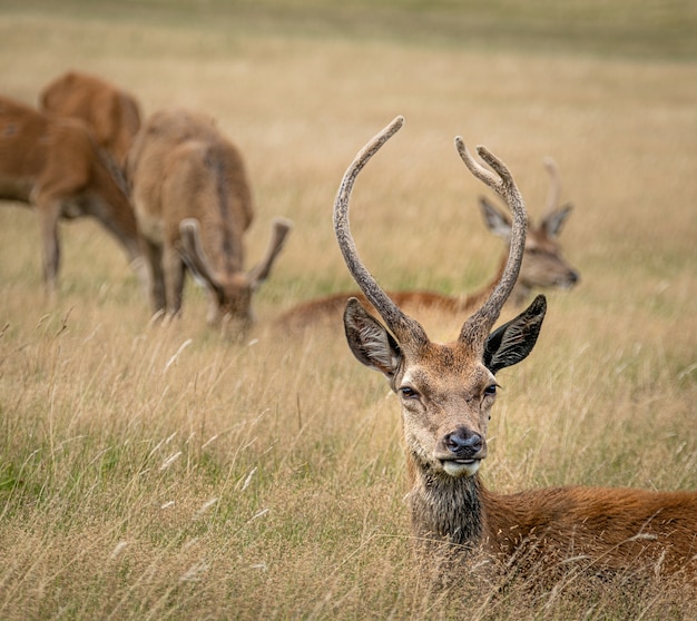 Männlicher Elch, umgeben von anderen auf einem Feld