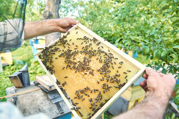 Männlicher Imker, der Wabe mit Bienen aus einem Bienenstock in seinem Bienenhaus herausnimmt.