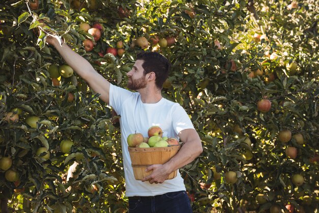 Männlicher Landwirt, der Äpfel sammelt