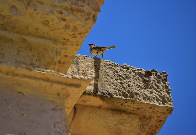 Kostenloses Foto männlicher spanischer spatz, der auf einer kalksteinwand ruht.