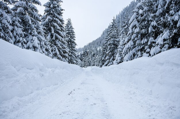Magische Winterwunderlandlandschaft mit frostigen kahlen Bäumen und Hund in Ferne