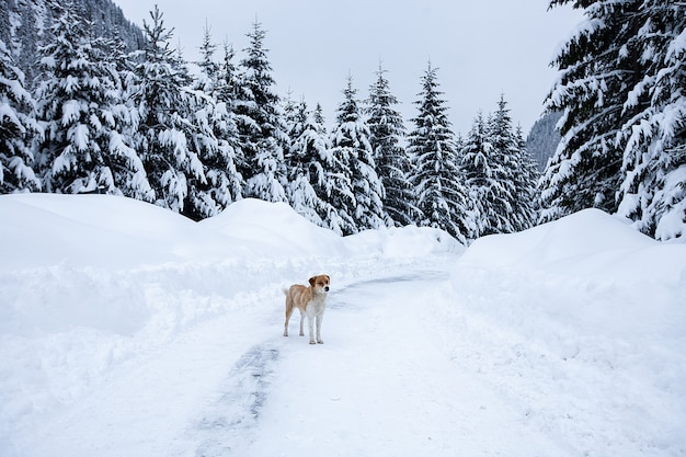 Magische Winterwunderlandlandschaft mit frostigen kahlen Bäumen und Hund in Ferne