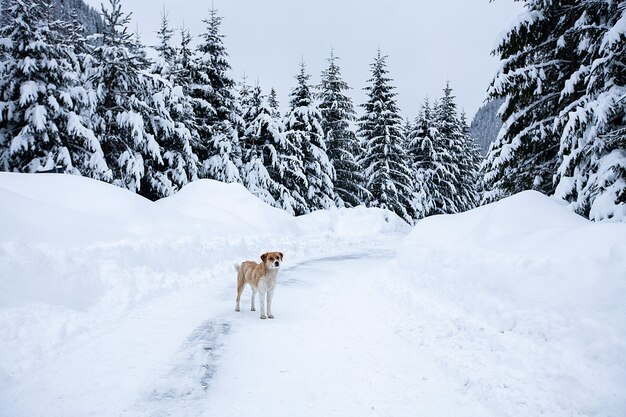 Magische Winterwunderlandlandschaft mit frostigen kahlen Bäumen und Hund in Ferne