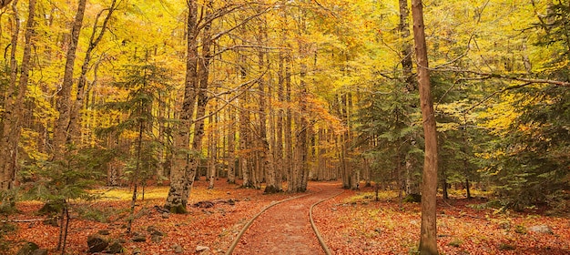 Kostenloses Foto magischer spaziergang durch den pyrenäenwald